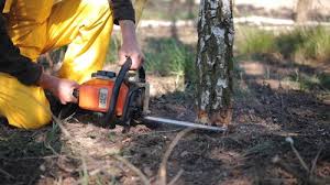 Best Storm Damage Tree Cleanup  in Sea Bright, NJ
