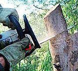 Best Tree Maintenance Programs  in Sea Bright, NJ