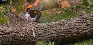 Best Lawn Irrigation Installation and Maintenance  in Sea Bright, NJ