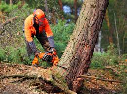 Best Tree Health Inspection  in Sea Bright, NJ
