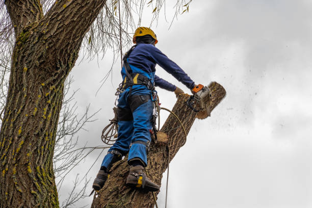 How Our Tree Care Process Works  in  Sea Bright, NJ