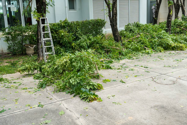 Best Root Management and Removal  in Sea Bright, NJ