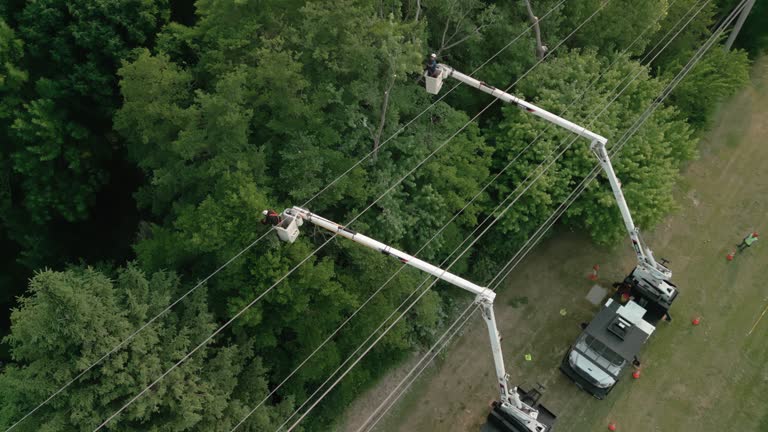  Sea Bright, NJ Tree Removal Pros