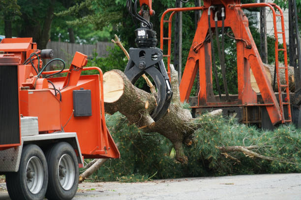 Best Pest Control for Lawns  in Sea Bright, NJ