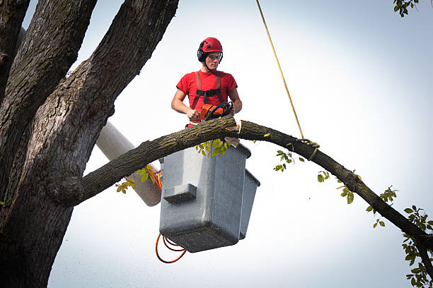 Best Hazardous Tree Removal  in Sea Bright, NJ