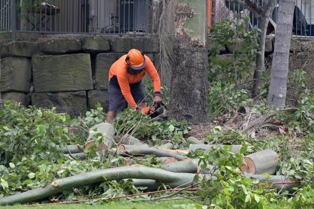 Best Arborist Consultation Services  in Sea Bright, NJ