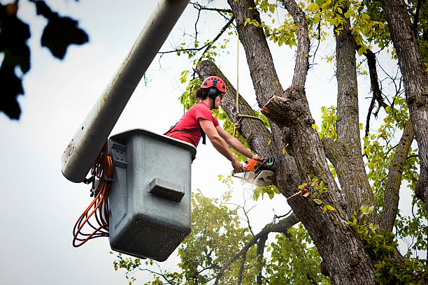 Best Fruit Tree Pruning  in Sea Bright, NJ